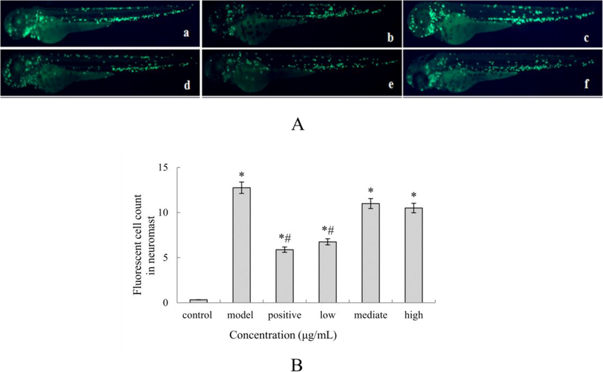 OFA fruit extracts alleviated the inflammation response in zebra fish after CuSO4 exposure. (A): Representative images of zebra fish treated with OFA extract and CuSO4: a. control group; b. model group; c. positive control; d. low OFA extract concentration group; e. mediate OFA extract concentration group; f: high OFA extract concentration group; (B): Macrophages in the region of the neuromast were quantitatively analyzed. The data are represented as the mean ± SE. *p < 0.05 vs. the control group, #p < 0.05 vs. the CuSO4 group.