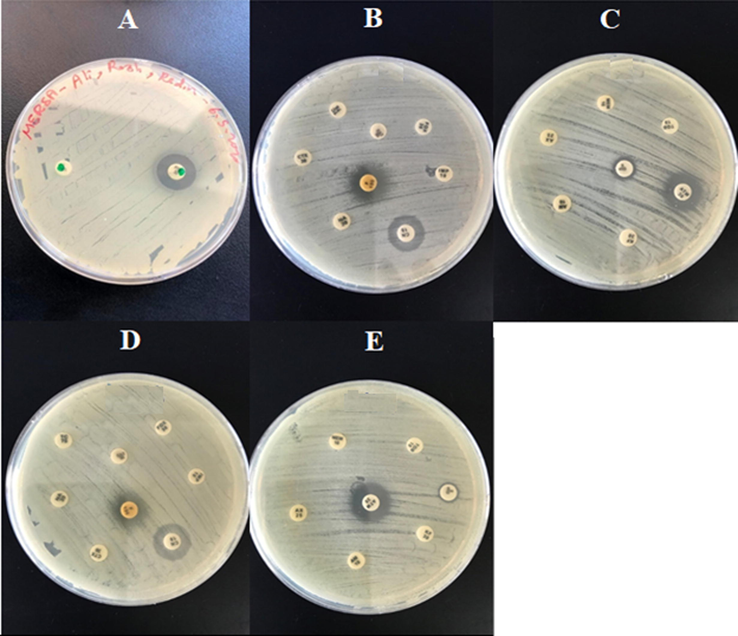 A. MRSA vs methicillin and cefoxitin Antibiotic disk. B, C, D, and E are two type Klebsiella pneumoniae (DSM 30104, ATCC 13883) vs all Antibiotic disk that used except methicillin.