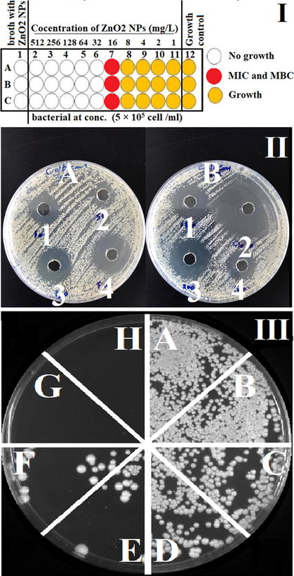 Antimicrobial activity of ZnO2 NPs I. Anti-Bacterial activity by broth microdilution method for ZnO2-NPs a gain: A. Staphylococcus Aureus (MRSA). B and C are Klebsiella pneumoniae (DSM 30104, ATCC 13883). It shows the MIC and MBC for all three bacteria equal to 16 mg/L of ZnO2-NPs. II. Antifungal activity of ZnO2 NPs and two antifungal drug a gains C. albicans by well diffusion method. A. 1, 2, 3 and 4 They represent (100, 50, 150) mg/L ZnO2 and 40 mg/L Fluconazole respectively. B. 1, 3, 4 They represent (150, 100, 200) mg/L ZnO2 respectively and 2 is a 10 mg/L Clotrimazole. III. Anti-fungal activity for ZnO2 NPs a gains candida albican by using agar dilution method. a. Candida albicans (C. albicans), b, c, d, e, f, g and h are C. albicans with 1, 2, 4, 8, 16, 32 and 64 mg/L ZnO2 respectively. It shows the lethal concentration of ZnO2-NPs which required for killing completely C. albicans is 16 mg/L.