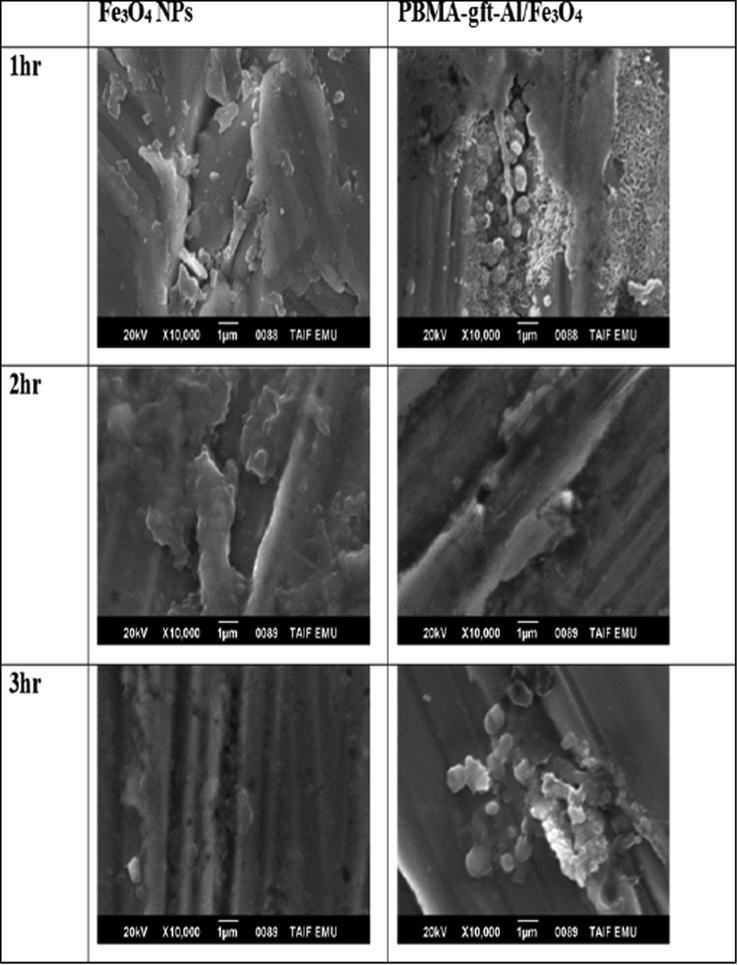 SEM micrographs of a carbon steel surface after coating by Fe3O4 NPs and PBMA-gft-Al/Fe3O4 at different time.