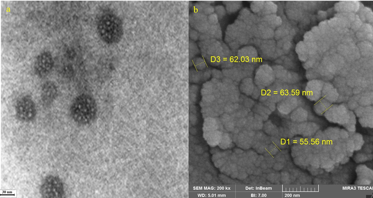 a: TEM Image of NiONPs; b: FE-SEM Image of NiONPs.