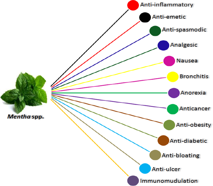 Various medicinal applications of Mentha spp.