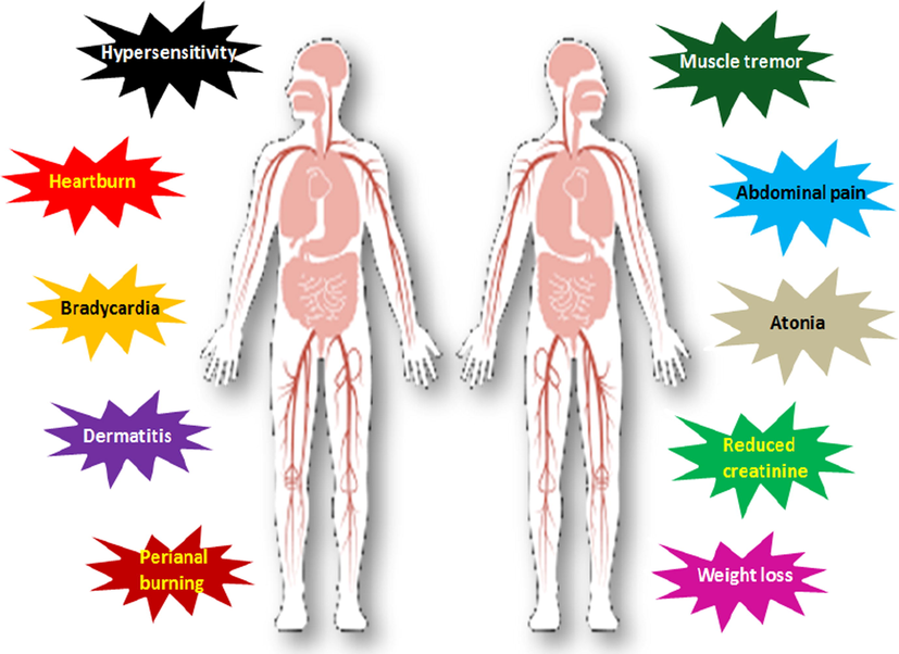 Minor and major side effects of Mentha spp.