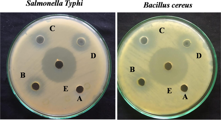 Antibacterial activity of (A) GG, (B) GG-g-PCL, (C) GG-g-PCL-RA, (D) GG-g-PCL-RA-B-GHS, and (E) OFL loaded GG-g-PCL-RA-B-GHS micelle determined by the discdiffusion technique.