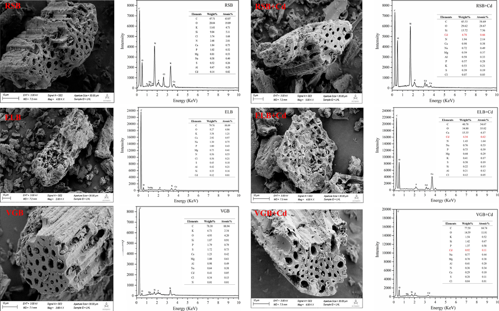 SEM images and EDS energy spectra of the three biochar before and after Cd2+ adsorption.