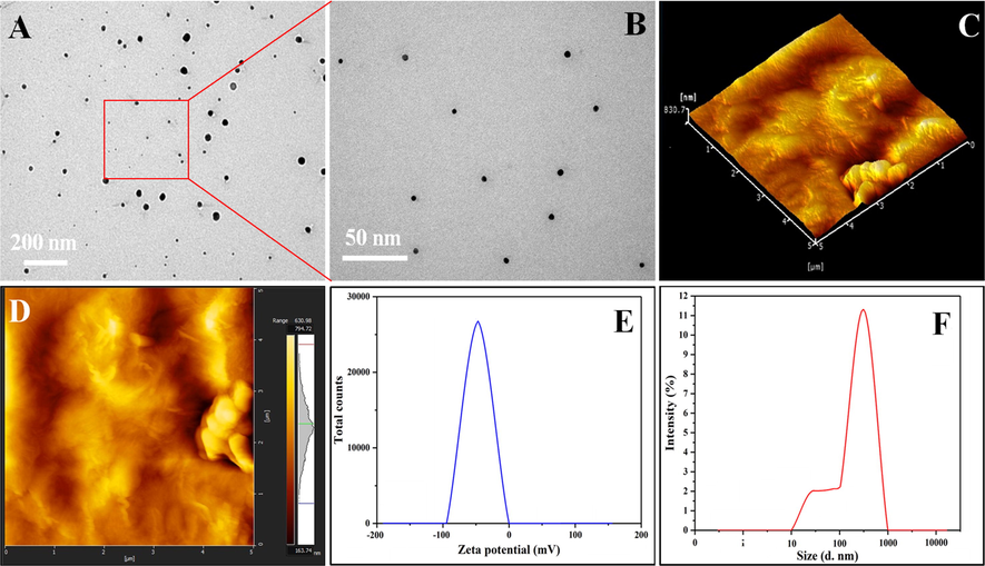 Presents the microstructure analysis of the nano-drug. (A & B) TEM analysis with different scale, (C, D) three-dimensional (3D) and two-dimensional (2D) surface topography of nano-drug. (E, F) zeta potential and hydrodynamic particle of nanodrug.