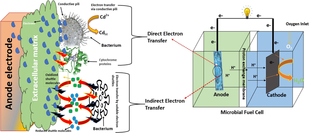 Electron transfer mechanism from bacterial cell to the anode in MFCs.