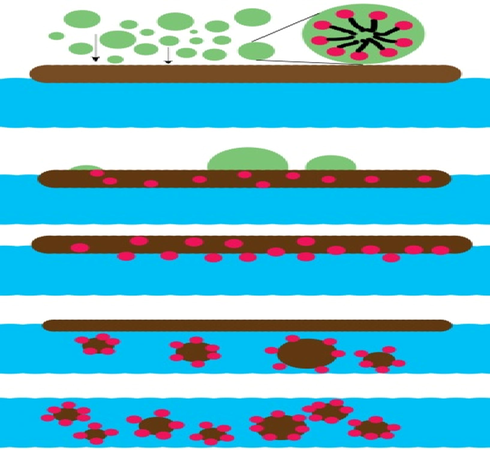 The dispersion mechanism.