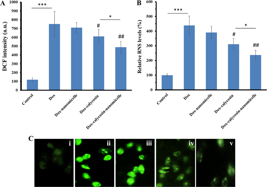 (A) ROS and (B) RNS assays of H9C2 cells incubated with IC50 concentration of Dox and the protective effects of co-incubation of calycosin (10 µg/mL) or calycosin-PEG-PPG-PEG nanomicelles (10 µg/mL) against Dox-induced ROS and RNS production. (C) ROS assay determined by fluorescence microscopy (i: control, ii, Dox-incubated cell, iii: Dox-nanomicelles-incubated cells, iv: Dox-calycosin-incubated cells, v: Dox-calycosin-nanomicelles-incubated cells. Data are presented as means ± (SD) of three independent experiments. *P < 0.05, **P < 0.01, ***P < 0.001: relative to control group; #P < 0.05, ##P < 0.01: relative to Dox-incubated cells.