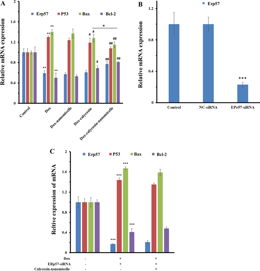 (A) qPCR assay of H9C2 cells incubated with IC50 concentration of Dox and the protective effects of co-incubation of calycosin (10 µg/mL) or calycosin-PEG-PPG-PEG nanomicelles (10 µg/mL) against Dox-induced ERp57, Bcl-2/p53, Bax downregulation/upregulation. (B) qPCR assay of the ERp57 mRNA expression levels of H9C2 cells incubated with blank, NC-siRNA and ERp57-siRNA. (C) Relative expression of ERp57,p53, Bax, and Bcl-2 mRNA in the presence of Dox and ERp57 siRNA. Data are presented as means ± (SD) of three independent experiments. *P < 0.05, **P < 0.01, ***P < 0.001: relative to control group; #P < 0.05, ##P < 0.01: relative to Dox-incubated cells.