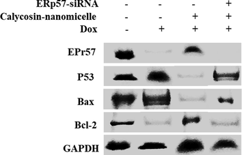 Western blot analyses of ERp57, p53, Bax, and Bcl-2 proteins of H9C2 cells under different treatments. GAPDH was used as the internal standard.