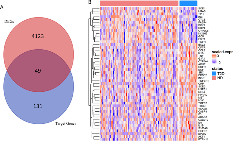 Data processing and analysis of GSE76894. (A) Venn diagram showing the overlaps between DEGs and target genes. (B) Heatmap showing Z-score scaled expression profile of 49 key genes in GSE76894. A red-blue gradient signifies whether a gene is up- or down-regulated.