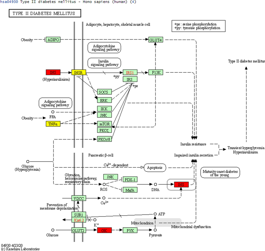 The T2DM regulation pathway regulated by 4 key genes.