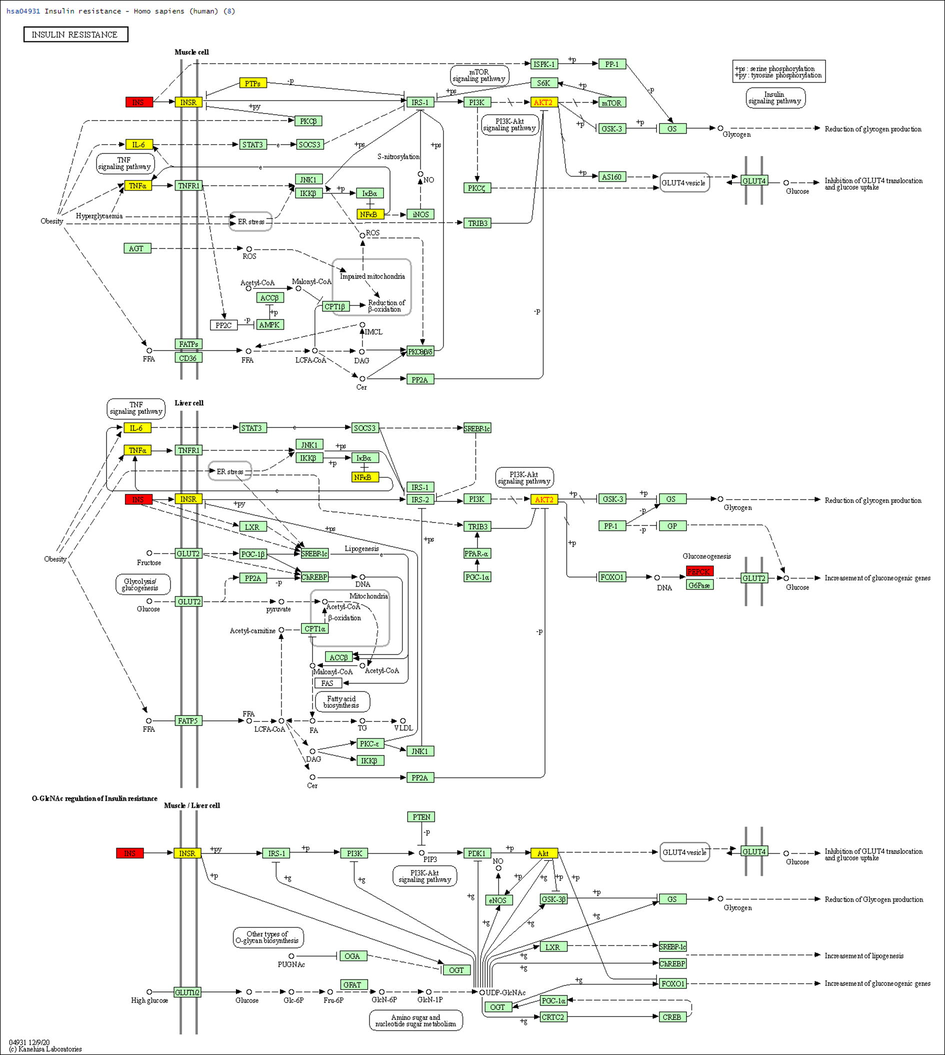 The insulin resistance pathway regulated by 8 key genes.