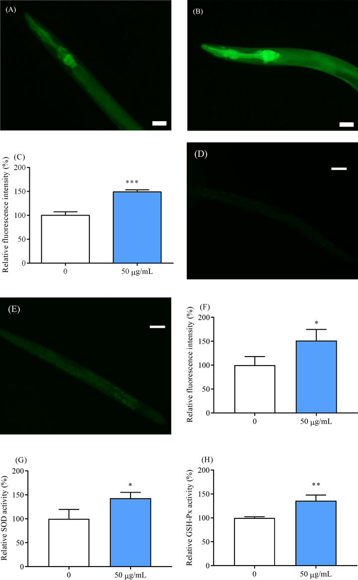 The expression of HSP-16.2::GFP (A) in blank group and (B) in HY treatment group and (C) the effect of HY on the expression of HSP-16.2 under heat stress. The number of worms per experiment was 15 and 3 independent experiments were performed. The effect of HY on the antioxidant enzymes in C. elegans. The expression of SOD-3::GFP (D) in blank group and (E) in HY treatment group and (F) the effect of HY on the expression of SOD-3 under heat stress. The number of worms per experiment was 15 and 3 independent experiments were performed. The activities of antioxidant enzymes in C. elegans including (G) SOD and (H) GHS-Px under hot stress. the number of worms per experiment was about 2000 and 3 independent experiments were performed. The significance was evaluated by t-test. * means p < 0.05, ** means p < 0.01 and *** meant p < 0.001. And the scale bar for A and B micrographs was 50 μm and 100 μm for D and E micrographs.