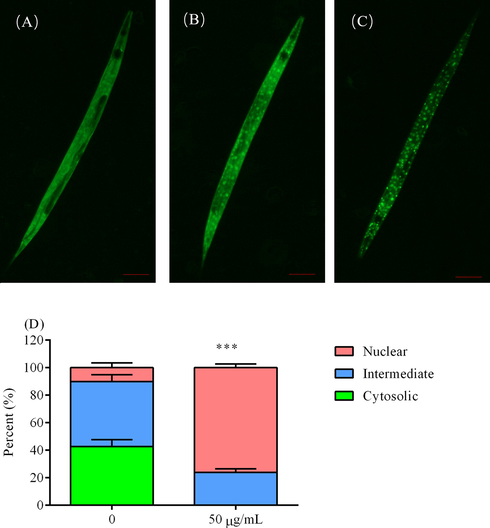 Effect of HY on DAF-16 transportation to the nucleus. (A) the cytosolic localization of DAF-16::GFP. (B) both cytosolic and nuclear localization of DAF-16::GFP. (C) the nuclear localization of DAF-16::GFP. (D) the effect of HY on the subcellular localization of DAF-16::GFP. The significance was evaluated by t-test. *** meant p < 0.001. The number of worms per experiment was 15 and 3 independent experiments were performed. And the scale bar for each micrograph was 100 μm.