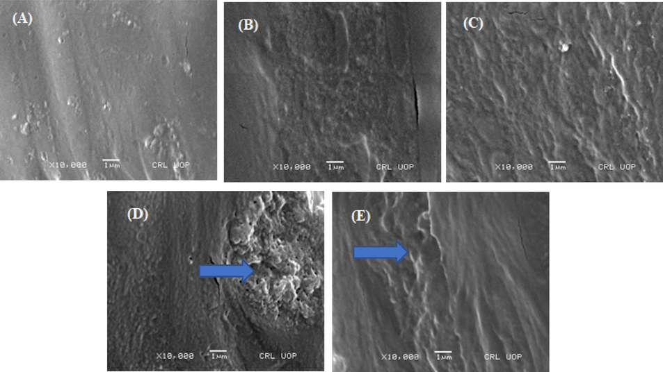 SEM images of synthesized membranes: (A) B#2 Sample, (B) K10 Sample, (C) S10, (D) K25 and (E) S25 samples at 10 kx magnifications.