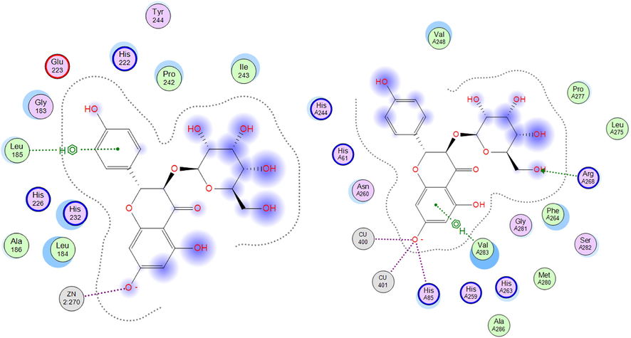 2D-interactions of kaempferol 3-O-glucoside with amino acid residues in collagenase (left) and tyrosinase (right) active sites.