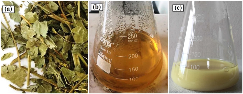(a) Leaves of Alchemilla vulgaris (Lady’s mantle), (b) Plant extract and (c) Colloidal solution of ZnO NP’s.