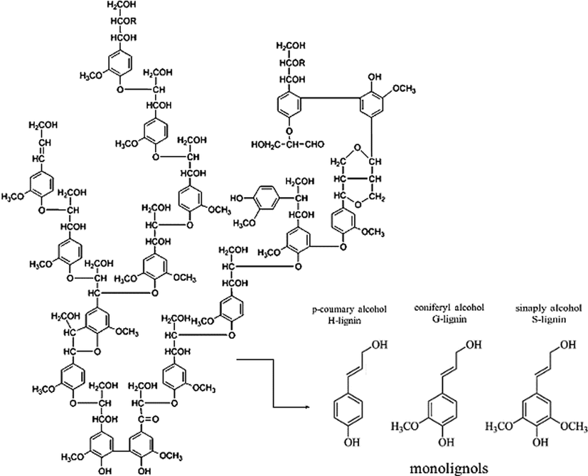 Lignin structure and its monomers.