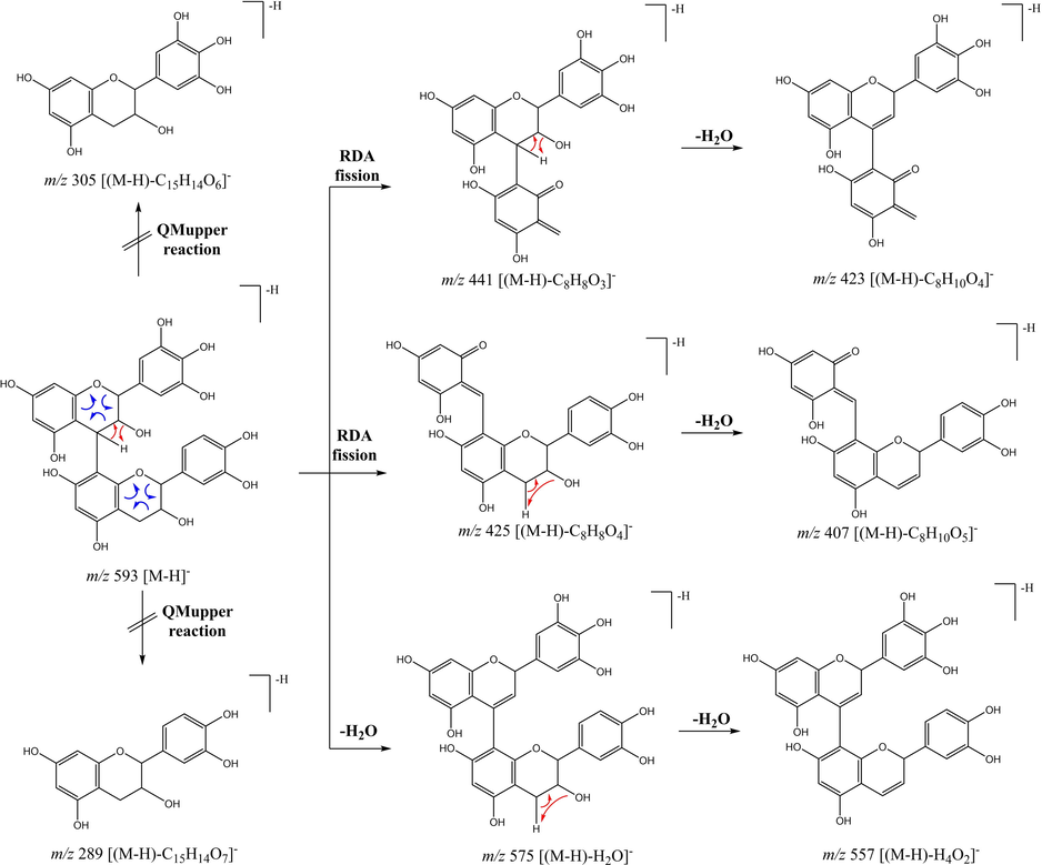 Proposed fragmentation pathways for the major product ions observed in LC-MS/MS dimer isomers (7, 10 and 11).