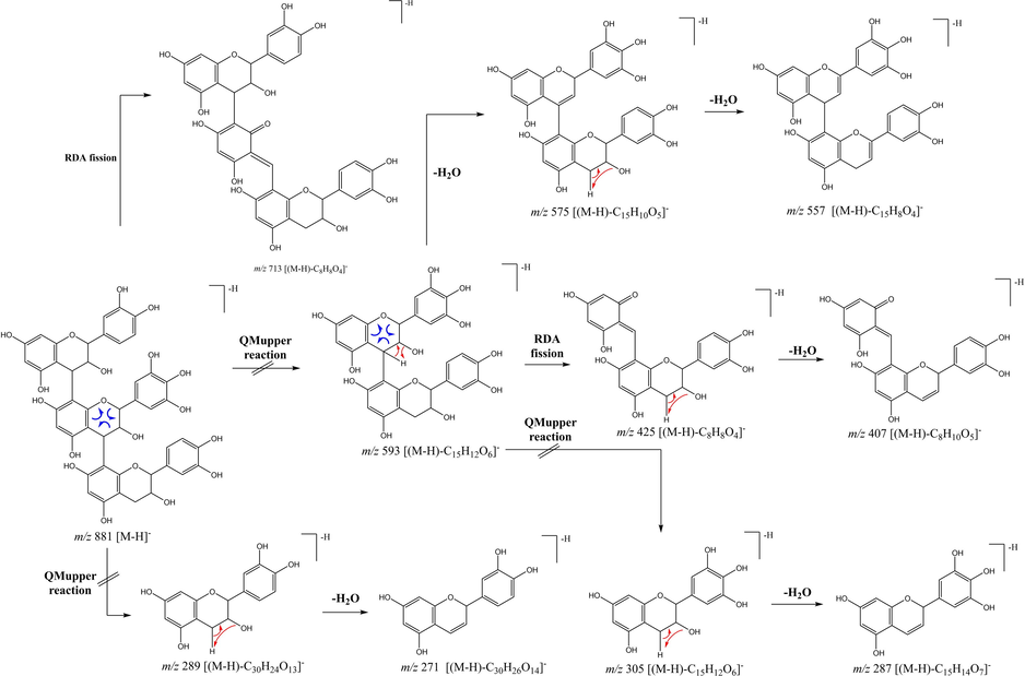 Proposed fragmentation pathways for the major product ions observed in LC-MS/MS trimer isomers (8, 9 and 13).