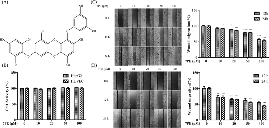 (A) Chemical structure of 7-phloro-eckol (7PE) from the edible marine brown alga Ecklonia cava. (B) Cell viability of HepG2 cells and HUVEC after 24 h of treatment with 7PE by MTT method. And migration ability of HepG2 cells (C) and HUVEC (D) was tested by cell scratch test. After scratching the fused cell monolayer to produce scratch wounds, they were treated with 7PE, and then the migration was observed at 12 h and 24 h. Data are shown as mean ± SD (n = 3). # Compared with the blank group, p < 0.05. * Compared with the control group; * Compared with the control group, p < 0.05; ** Compared with the control group, p < 0.01; *** Compared with the control group, p < 0.001. Yang et al., 2021.