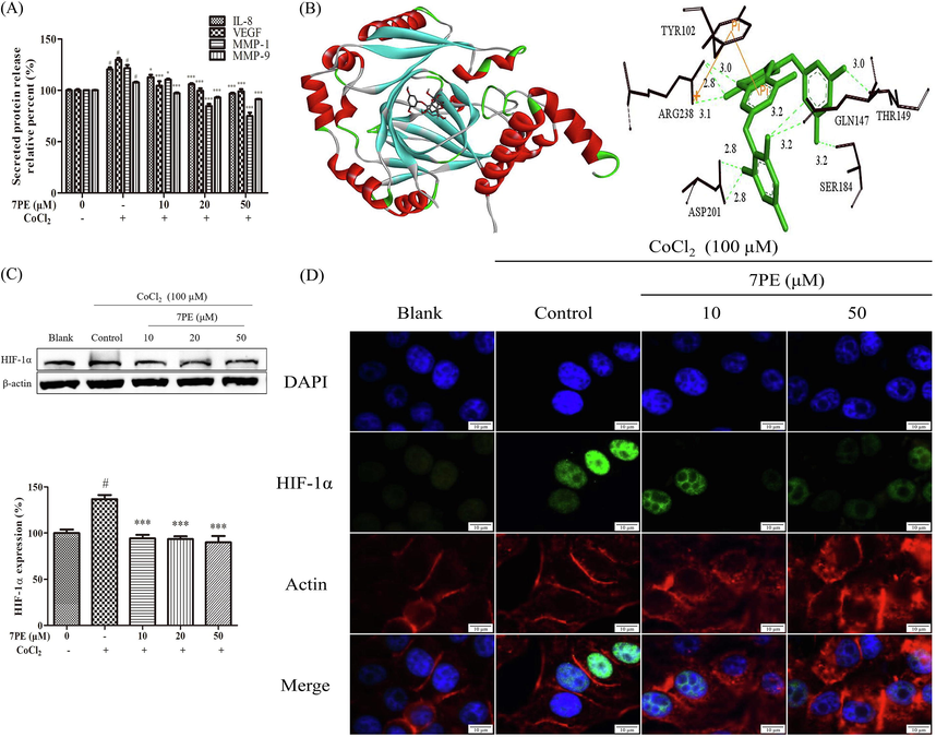 (A) The release of IL-8, VEGF, MMP-1 and MMP-9 protein in the supernatant of HepG2 cells induced by CoCl2 was determined by ELISA kits. (B) Molecular docking prediction obtains the best docking structure and the active site of 7PE and HIF-1α protein. (C) The expressions of HIF-1α proteins levels. β-actin was used as an internal control. Protein expression (relative to β-actin) was evaluated. (D) Immunofluorescence determination of HIF-1α protein. The nucleus was stained with DAPI, the cytoskeleton was stained with ActinRed, and the cells were immunostained with HIF-1α antibody. Images were recorded by an inverted fluorescence microscope. Data are shown as mean ± SD (n = 3). # Compared with the blank group, p < 0.05; * Compared with the control group; * Compared with the control group, p < 0.05; *** Compared with the control group, p < 0.001. Yang et al., 2021.