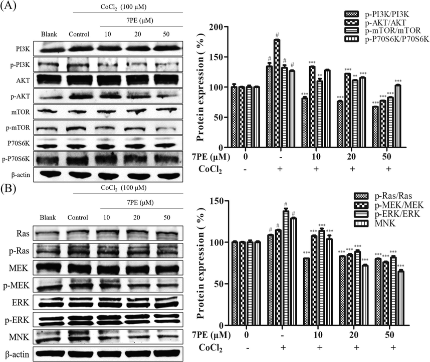 Effect of 7PE on PI3K/AKT/mTOR and Ras/ERK signaling pathway proteins levels in CoCl2-induced HepG2 cells. (A) The expressions of PI3K/AKT/mTOR signaling pathway proteins levels. (B) The expressions of Ras/ERK signaling pathway proteins levels. β-actin was used as an internal control. Data are shown as means ± SD (n = 3). # Compared with the blank group, p < 0.05. * Compared with the control group; ** compared with the control group, p < 0.01; *** compared with the control group, p < 0.001. Yang et al., 2021.