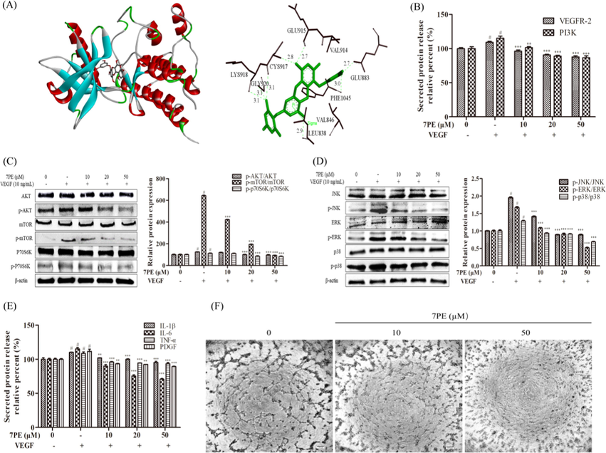(A) Molecular docking prediction obtains the best docking structure and the active site of 7PE and VEGFR-2 protein. (B) Determination of VEGFR-2 and PI3K protein level in VEGF-induced HUVEC. The cell lysates of HUVEC treated with 7PE was tested using an ELISA kit. (C) The expressions of AKT/mTOR signaling pathway proteins levels. (D) The expressions of MAPK signaling pathway proteins levels. β-actin was used as an internal control. (E) Determination of IL-1β, IL-6, TNF-α and PDGF protein release in VEGF-induced HUVEC. The supernatant of HUVEC treated with 7PE was tested by ELISA kit. (F) Effect of 7PE on tube formation of HUVEC. Data are shown as means ± SD (n = 3). # Compared with the blank group, p < 0.05. * Compared with the control group; ** compared with the control group, p < 0.01. *** compared with the control group, p < 0.001. Yang et al., 2021.