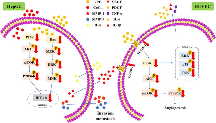 Main signal pathway of 7PE inhibiting metastasis and angiogenesis in HepG2 cells and HUVEC. Yang et al., 2021.