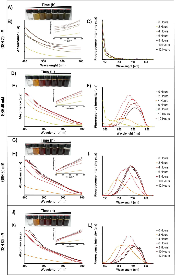 CIS NPs formation kinetics at increasing GSH concentrations. The biomimetic synthesis reactions were performed using 2 mM copper sulfate, 8 mM Indium chloride, and increasing concentrations of GSH: 20 mM (A), 40 mM (D), 60 mM (E) and 80 mM (J). The spectra of each reaction was measured at 2, 4, 6, 8, 10, and 12 h. The absorbance and fluorescence spectra obtained for each condition are shown in figures: C-D) for 20 mM of GSH, E-F) for 40 mM of GSH, H-I) for 60 mM of GSH and K-L) for 80 mM of GSH.