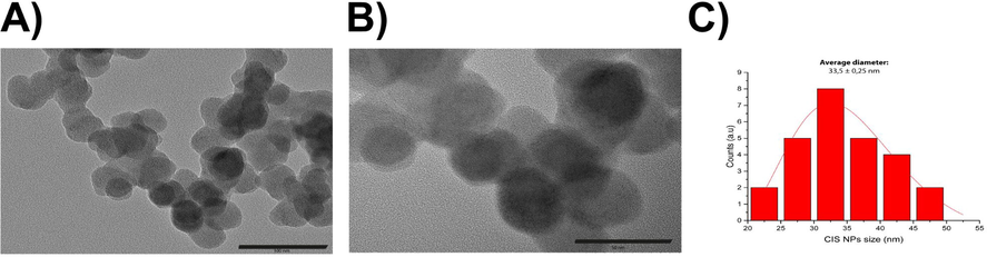 TEM of biomimetic CIS nanoparticles A). Panoramic micrograph of biomimetic CIS NPs (100 nm bar scale). B) Biomimetic CIS NPs (50 nm bar scale). C) Size distribution histogram of CIS NPs (n = 26). The red line corresponds to the log-normal fit.