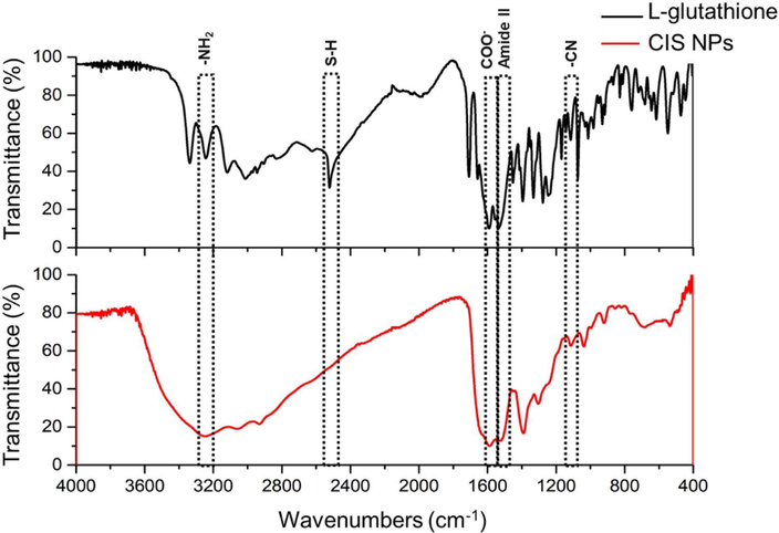 FTIR analysis of biomimetic CIS NPs. The red line corresponds to the CIS NPs and the black line to GSH. The most relevant peaks are indicated.
