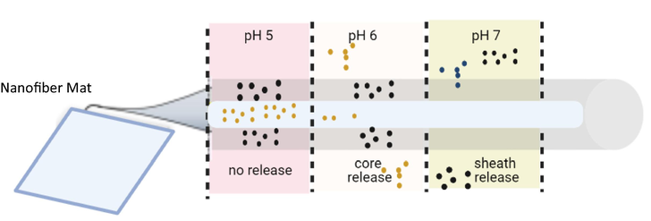 Core-sheath Eudragit fibers show no noticeable release at pH 5, while they are completely dissolved at pH.