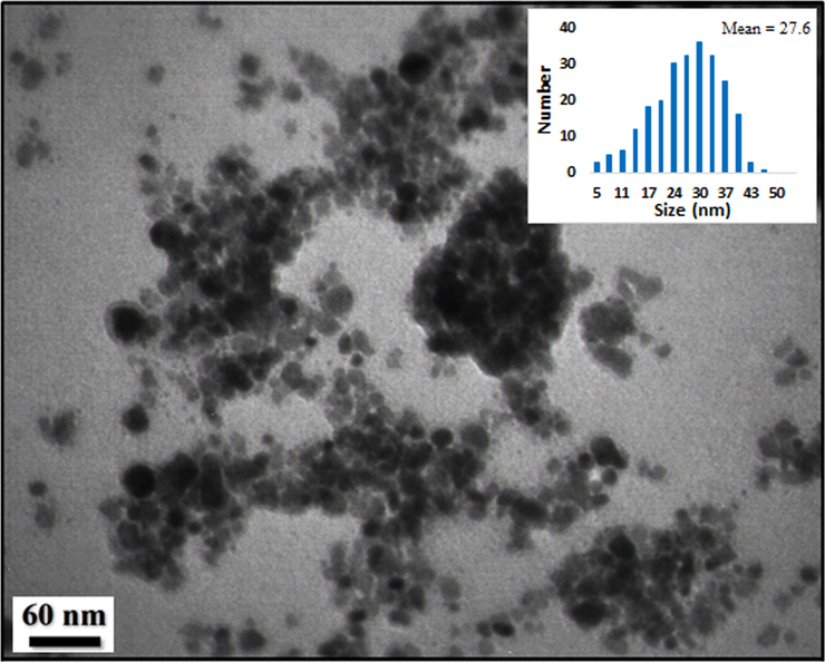 TEM images of Fe3O4-NH2@CS/CuO nanocomposite and its particle size distribution histogram (inset).