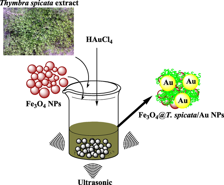 Schematic fabrication of Fe3O4@Thymbra spicata/Au NPs mediated by Thymbra spicata extract under ultrasonic irradiations.