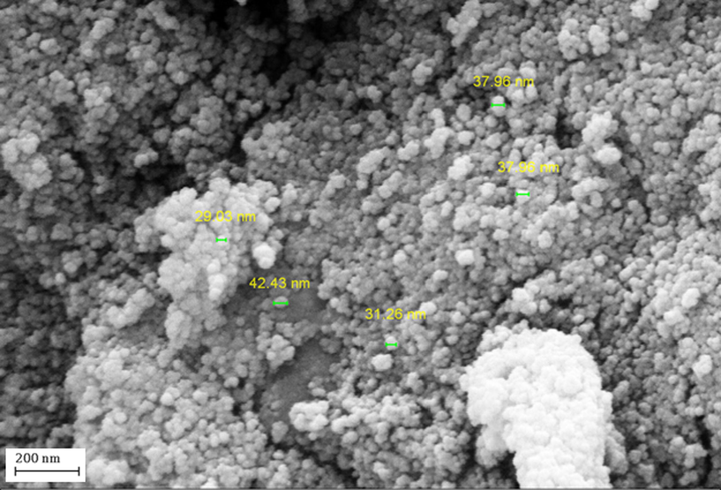 FESEM image of Fe3O4@Thymbra spicata/Au NPs.