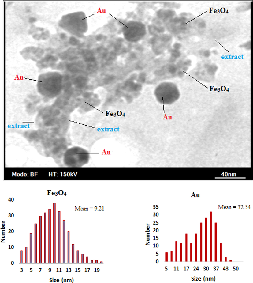 TEM image of Fe3O4@Thymbra spicata/Au NPs and particle size distribution histograms for Au NPs and Fe3O₄ NPs.