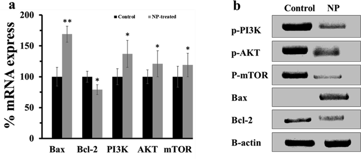 Effect of the SnO2 NPs (10 µg/ml) for 24 hrs on mRNA and protein expression in MCF-7 cells. (a) qRT-PCR, (b) western blot. *P < 0.05, **P < 0.01, relative to the control group.