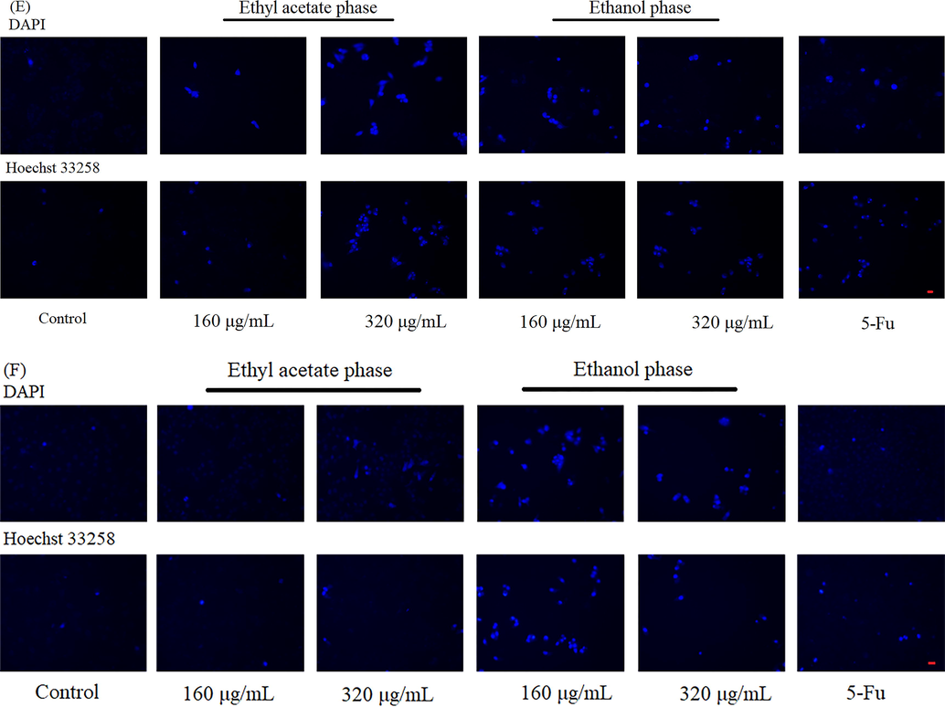 The anticancer effect of two phases on Hela and Hep G2 cells. The cell viability of Hela cells treated with samples for (A) 24 h and (B) 48 h. The cell viability of Hep G2 treated with samples for (C) 24 h and (D) 48 h. The apoptotic bodies were stained by DAPI and Hoechst 33258 in (E) Hela cells and (F) Hep G2 cells. The apoptosis cells were dyed in bright blue. Red bar meant 50 μm. Note: ** meant p < 0.01.
