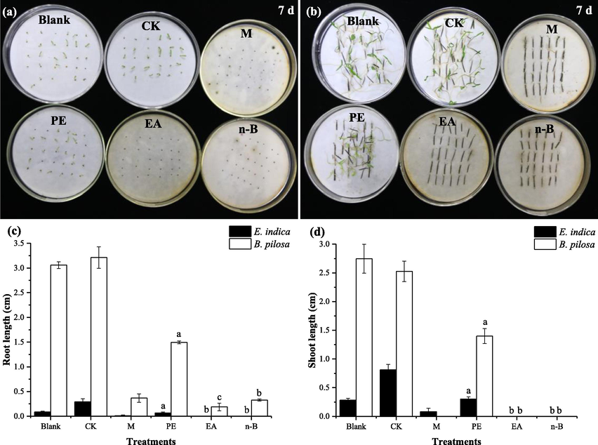 Effect of organic extracts of B. javanica on E. indica (a) and B. pilosa (b). Effect of B. javanica extracts on the root (c) and shoot (d) length of E. indica and B. pilosa. The data in the figure were given as mean ± SD for three repetitions. Different letters indicated significantly different (p < 0.05) among the columns with same color, based on DMRT. (Blank: blank control; CK: negative control; M: methanol extract, 10 mg/mL; PE: petroleum ether extract, EA: ethyl acetate extract, n-B: n-butanol extract, 5 mg/mL).