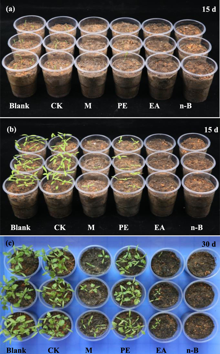 Effect of organic extracts of B. javanica on emergence of E. indica (a) and B. pilosa (b). Effect of B. javanica extracts on the growth of B. pilosa (c). (Blank: blank control; CK: negative control; M: methanol extract, 10 mg/mL; PE: petroleum ether extract, EA: ethyl acetate extract, n-B: n-butanol extract, 5 mg/mL).