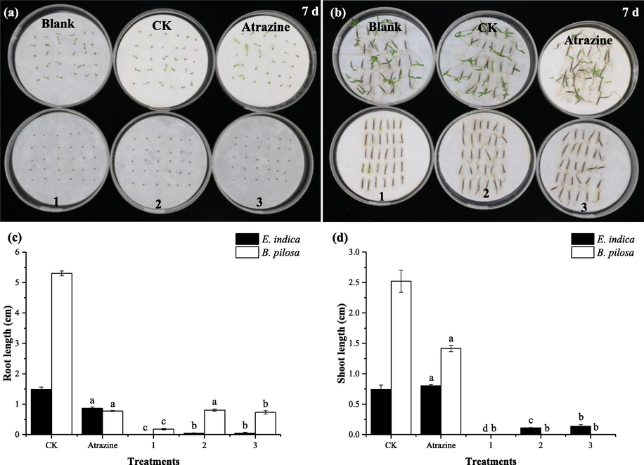 Effect of bruceines D–F from B. javanica on E. indica (a) and B. pilosa (b). Effect of compounds D–F on the root (c) and shoot (d) length of E. indica and B. pilosa. The data in the figure were given as mean ± SD for three repetitions. Different letters indicated significantly different (p < 0.05) among the columns with same color, based on DMRT. (Blank: blank control; CK: negative control; Atrazine: positive control, 1: bruceine D, 2: bruceine E, 3: bruceine F, 250 μg /mL).