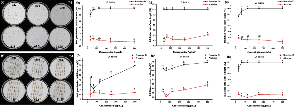 Effects of different concentrations (31.25, 62.5, 125, 250 and 500 μg/mL) of bruceine D on E. indica (a) and B. pilosa (e). Effects of different concentrations of bruceine D on the seed germination (b), root (c) and shoot (d) length of E. indica. Effects of different concentrations of bruceine D on the seed germination (f), root (g) and shoot (h) length of B. pilosa. The data in the figure were given as mean ± SD for three repetitions. Different letters indicated significantly different (p < 0.05) at each same concentration, based on DMRT. (CK: negative control; Atrazine: positive control).