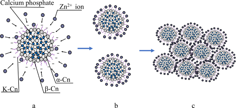 Diagram of the process of coagulation of casein micelles under the action of Zinc ions: a) diagram of the structure of the casein micelle, b) loss of the surface charge of the casein micelle, c) aggregate of casein micelles.