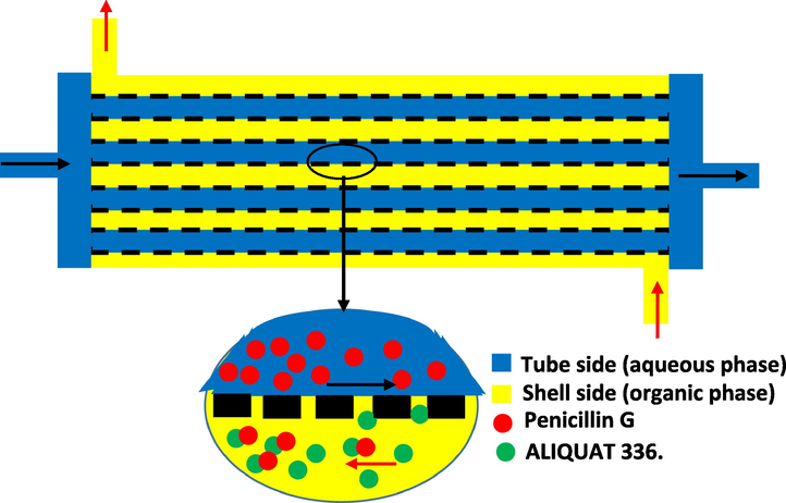 Schematic of membrane contactor for extraction of penicillin G from wastewater into an organic solution.