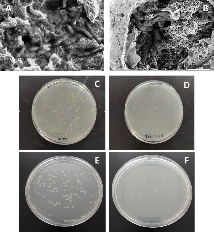 SEM images of IMP 50 (A) and SOLVO 50 (B) membranes after filtration. Photographs of E. coli cultures before filtration with IMP 80 (C) and SOLVO 80 (E), and after the experiments with IMP 80 (D) and SOLVO 80 (F) membranes.