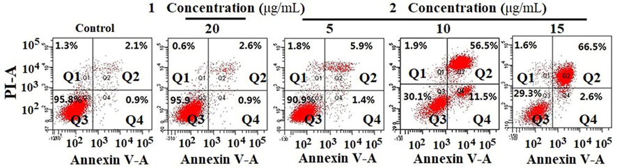 Induced apoptosis in HeLa by 1 and 2 for 24 h.