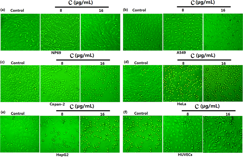 Morphology observation of six selected cells treated by 8, 16 μg/mL of 2 for 24 h.
